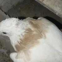 سه تا کبوتر