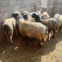 میش آبستن|حیوانات مزرعه|خمینی‌شهر, |دیوار