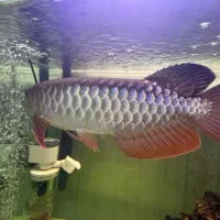 اروانا کراسبک بلک بلوبیس