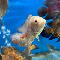 تنها فروشگاه گارانتی دار با ارسال رای*گان در شیراز|ماهی|شیراز, شهرک گلستان|دیوار