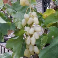 رهن-واحده-روبه-روی-پارک-بانوان