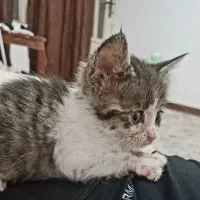 گربه میکس پرشین دی اس اچ