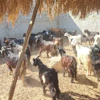 ۳۶بز ۵۰کهره|حیوانات مزرعه|آبپخش, |دیوار