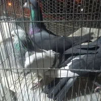 کفتر|پرنده|کرمان, |دیوار