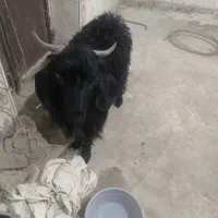 کره نر|حیوانات مزرعه|زابل, |دیوار