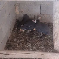 تخم نطفه دار مرغ شاخدار