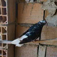 تعدادی کفتر رنگی طوقی و سعده و سینه ای|پرنده|قرچک, مهدیه|دیوار