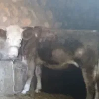 گوساله سیمینتال