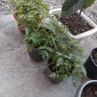 فروش بوته گوجه فرنگی