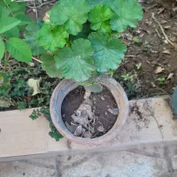 گل شمعدونی|گل و گیاه طبیعی|کاشمر, |دیوار