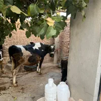 گاو ۸ماه آبستن سیمیتال