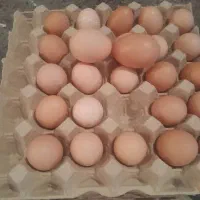 تخم محلی ده تومان و مرغ.خروس فروشی تحویل درب منزل
