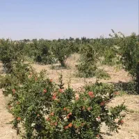 زمین باغ میوه باغچه ویلا استخر ماهی|فروش زمین و ملک کلنگی|تهران, تختی|دیوار