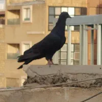 غلاق غلاغ قلاق دمگیر مور|پرنده|اصفهان, گلستان|دیوار
