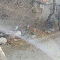 خرگوش|موش و خرگوش|میانه, |دیوار