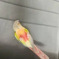 گرینچیگ آناناسی