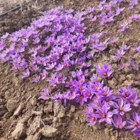 سفارش زعفران تازه در آبان 1404