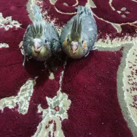 جوجه عروس هلندی|پرنده|یاسوج, |دیوار
