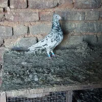 کفتر پلاکی|پرنده|صدرا-فارس, فاز ۱|دیوار