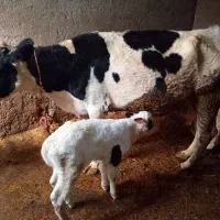 گاو هلشتاین با گوساله نر سیمینتال