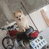 سگ پامر|سگ|اسفراین, |دیوار