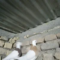 کفتر|پرنده|بیرجند, |دیوار