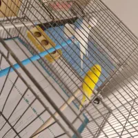 جفت مرغ عشق انگلیسی