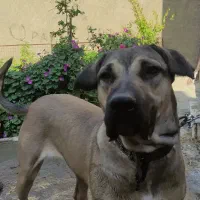 فروش سگ پژدر نژاد دار