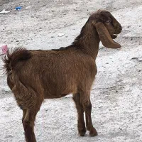 کهره نر ماده دورگ|حیوانات مزرعه|خورموج, |دیوار