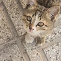 گربه معمولی