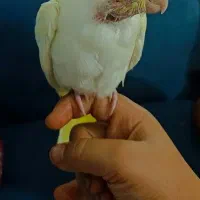 جوجه عروس دستی|پرنده|مشهد, امیرآباد|دیوار