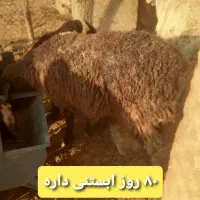 میش کولار کهره بز  قیمت مناسب|حیوانات مزرعه|شیراز, شهرک گلستان|دیوار