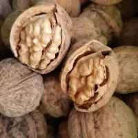 گردو دونه درشت