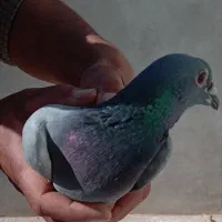 کبوتر سبز خطی