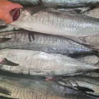 ماهی شیر صید روز قایق بوشهر قیمت مناسب
