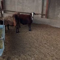 میش بره|حیوانات مزرعه|اژیه, |دیوار