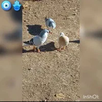 ۳ تا بدرنگ روشن|پرنده|بوئین زهرا, |دیوار