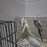 عروس هلندی نر و ماده