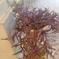 گل طبیعی بزرگ ب همراه گلدان