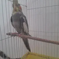 عروس سخنگو|پرنده|سنگر, |دیوار