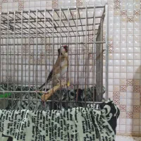کبوتر قناری|پرنده|باغ ملک, |دیوار