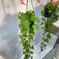 گیاهان اپارتمانی مقاوم|گل و گیاه طبیعی|تهران, مینای جنوبی|دیوار