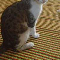 گربه واگذاری
