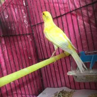 قناری طلایی نر|پرنده|اردبیل, |دیوار