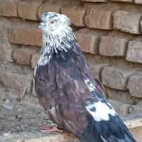 کبوتر نر