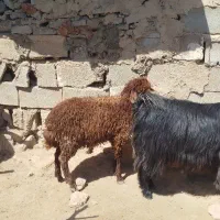بره نر