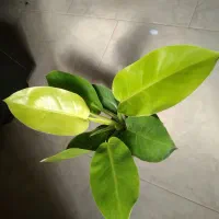 گل و گیاه آپارتمانی|گل و گیاه طبیعی|اقبالیه, |دیوار