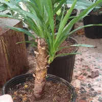 تعدادی گل|گل و گیاه طبیعی|رشت, کوی فکوری|دیوار