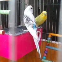 دو جفت مرغ عشق|پرنده|اصفهان, فروردین|دیوار