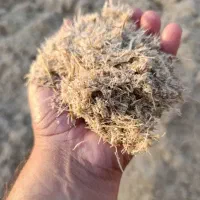 شتر کاه گندم و کلش ونی